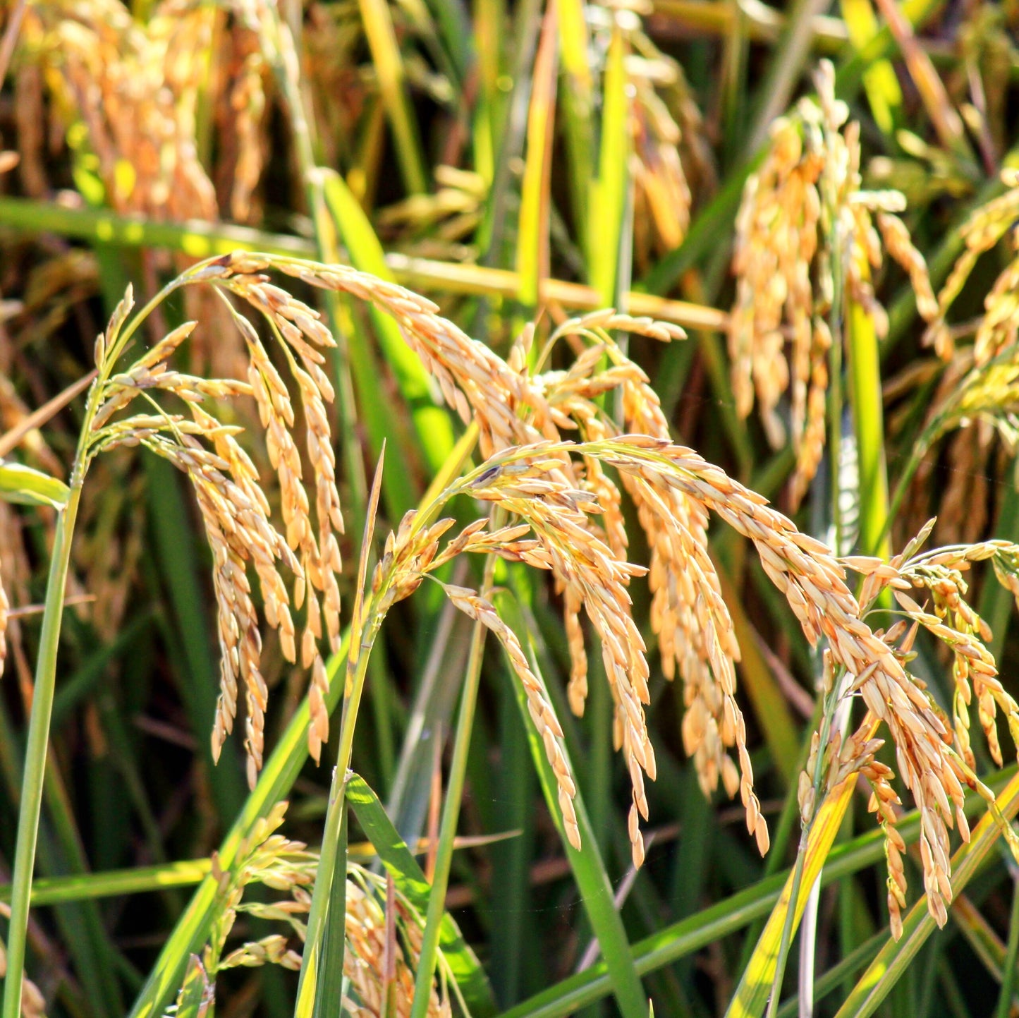 Brown Jasmine Rice Vegetable Seeds