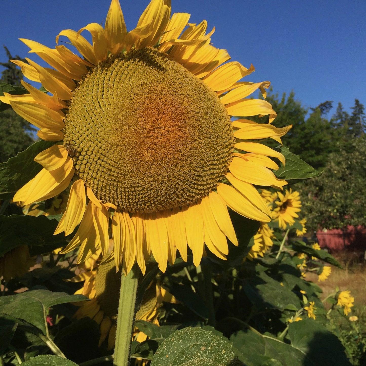 Peredovik Sunflower Seeds