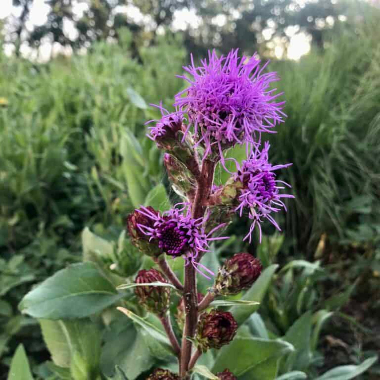 Liatris Ligulistylis Flower Seeds