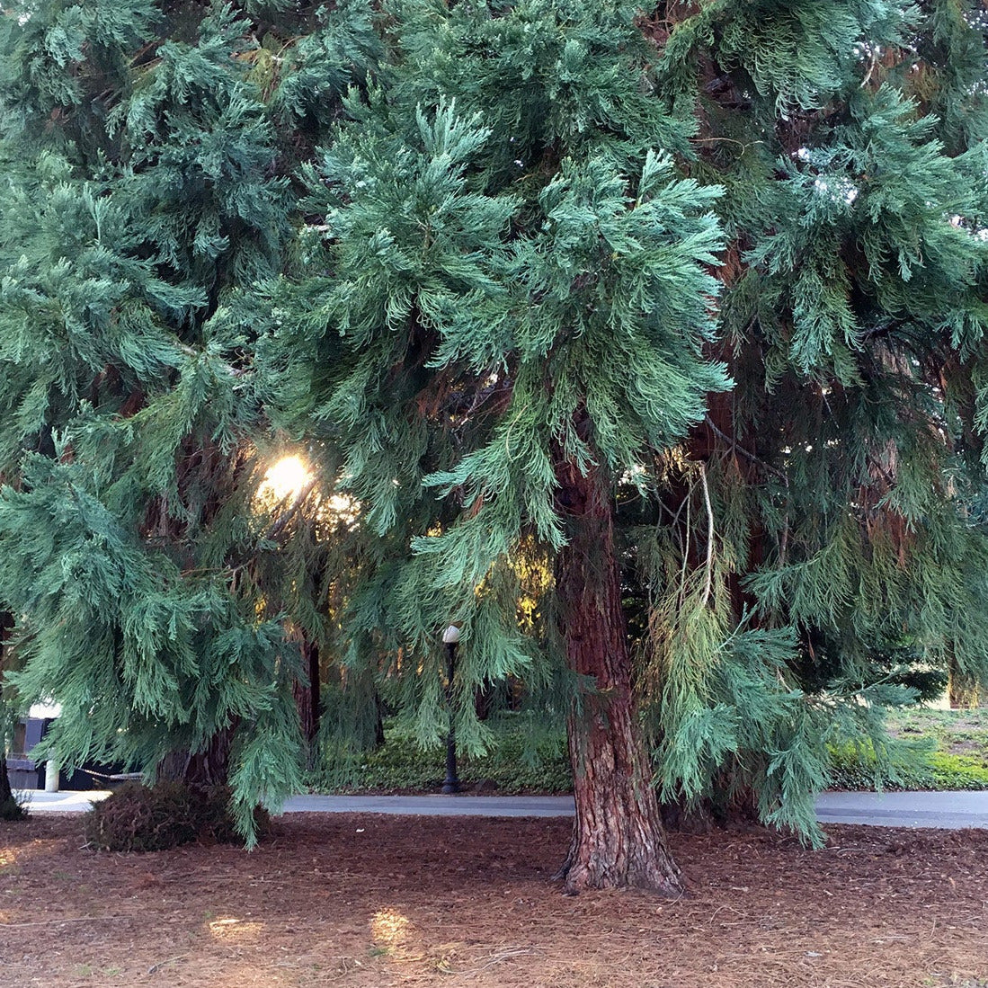 Semillas de hierba de secuoya gigante