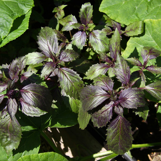 Corsican Basil Herb Seeds for Planting – Heirloom, Non-GMO, Easy to Grow, Annual