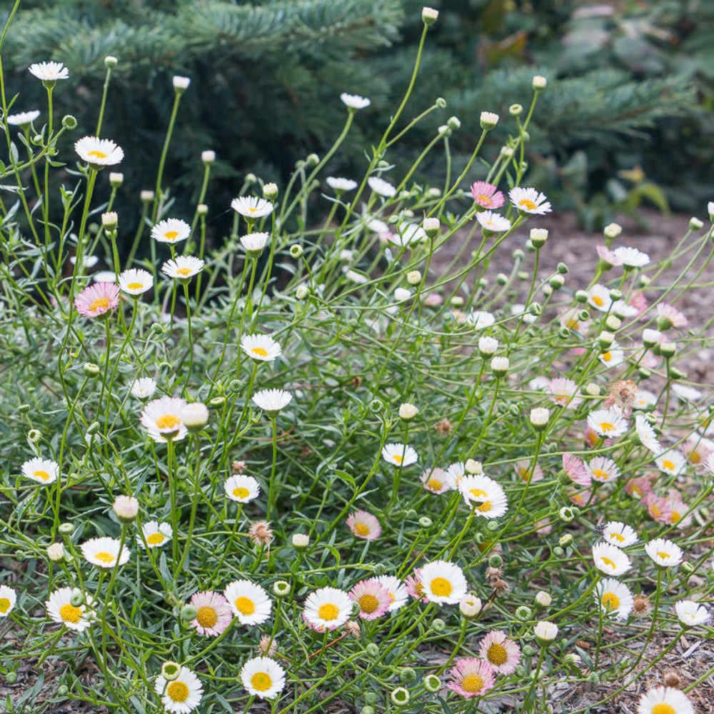 daisy seeds planting Santa Barbara Daisy Flower Seeds for Planting – Heirloom, Non-GMO, Eas – Pure Asia Seeds