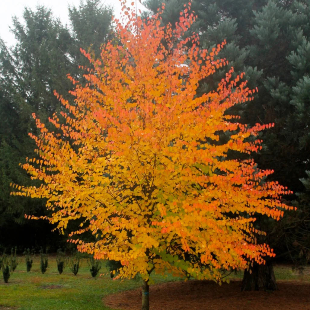Acer Palmatum 'Katsura' Tree Seeds