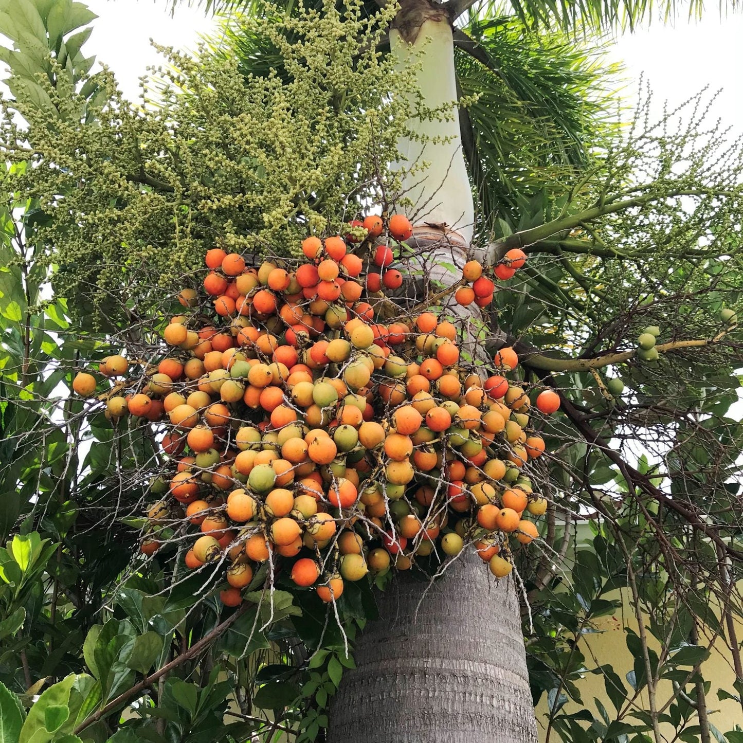 Foxtail Palm Plant Seeds
