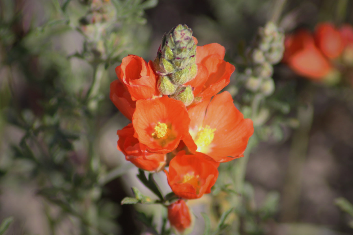 Desert Mallow Flower (Sphaeralcea Ambigua) Seeds