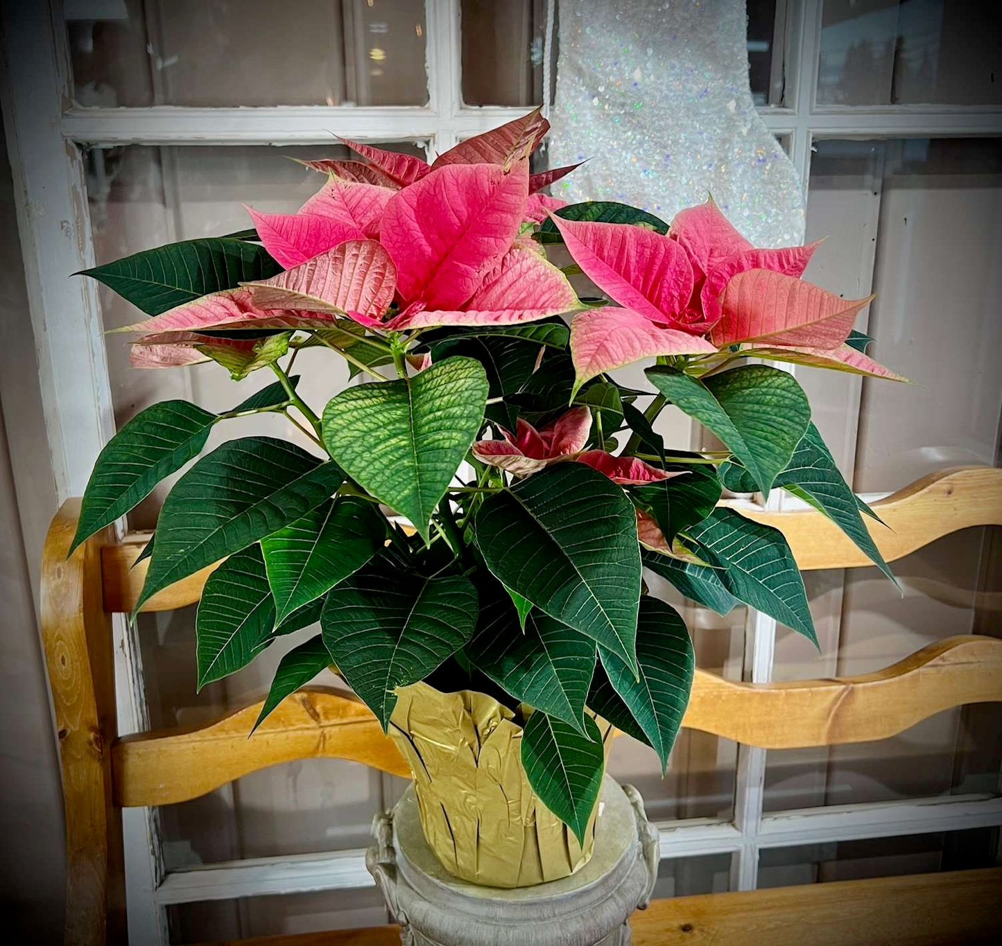 Poinsettia Shrub Flower Seeds