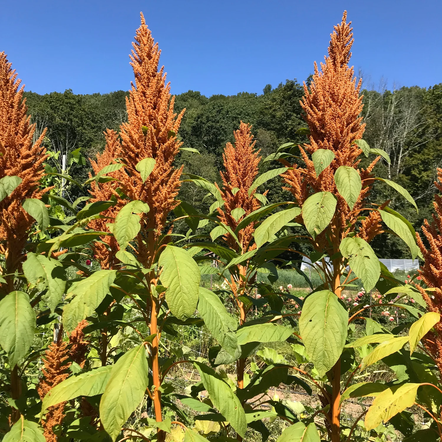 Amaranthus Golden Giant Seeds - Tall, Vibrant Gold Flowering Plant for Ornamental Gardens