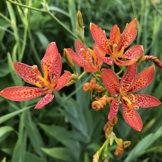 Blackberry Lily Flower Seeds for Planting – Heirloom, Non-GMO, Perennial, Pollinator-Friendly