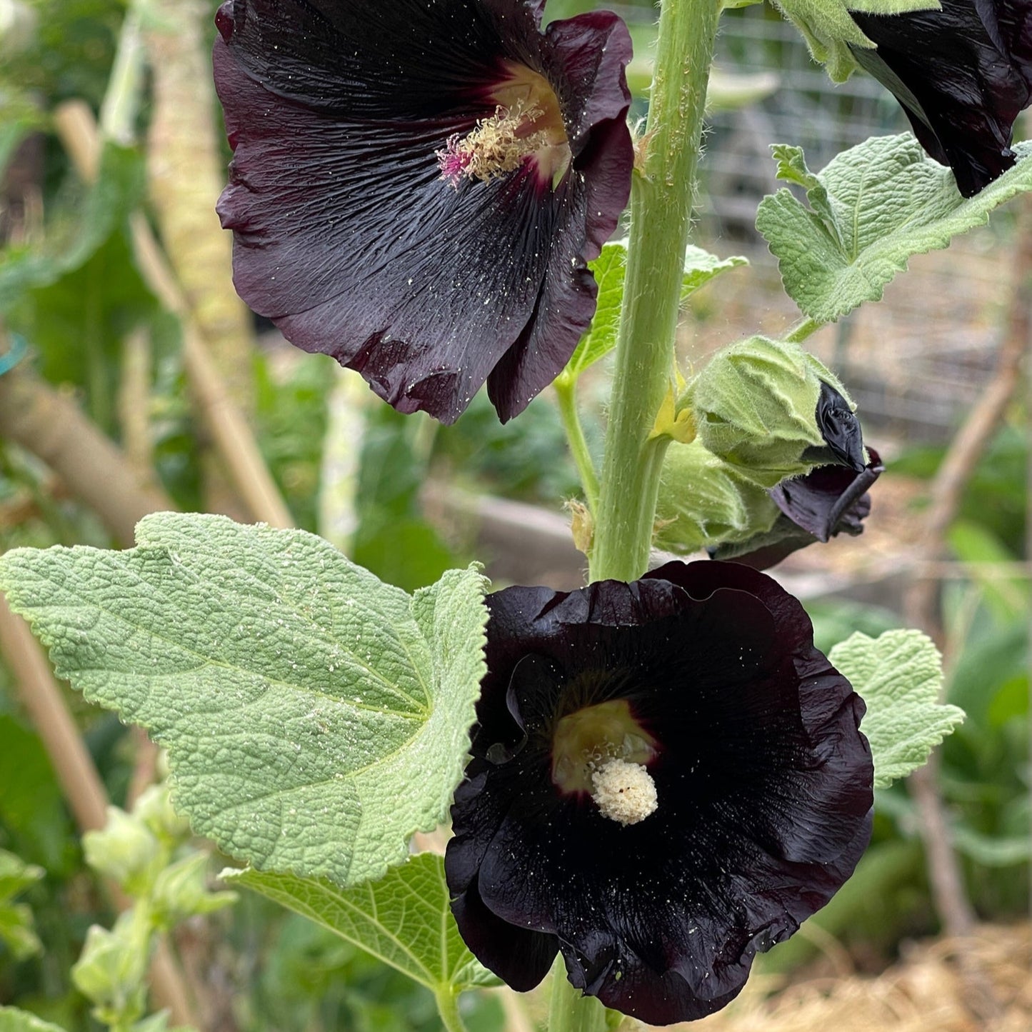 Graines de fleurs de rose trémière Black Prince