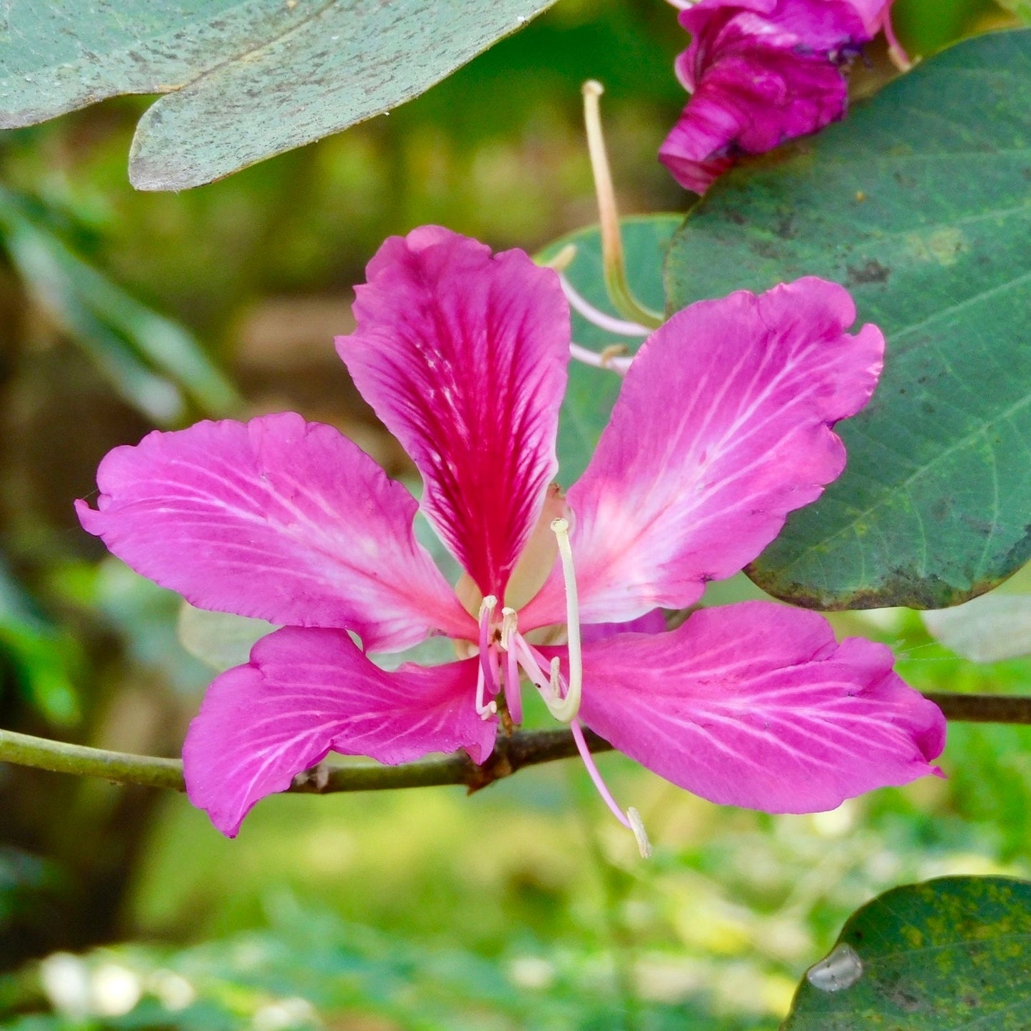 Bauhinia Purpurea Blumensamen
