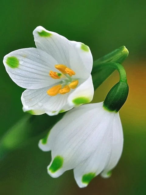 Snowdrop Bulbs Flower seeds for Planting - Fragrant Blossoms, Heirloom & GMO Free Seeds for Home Garden
