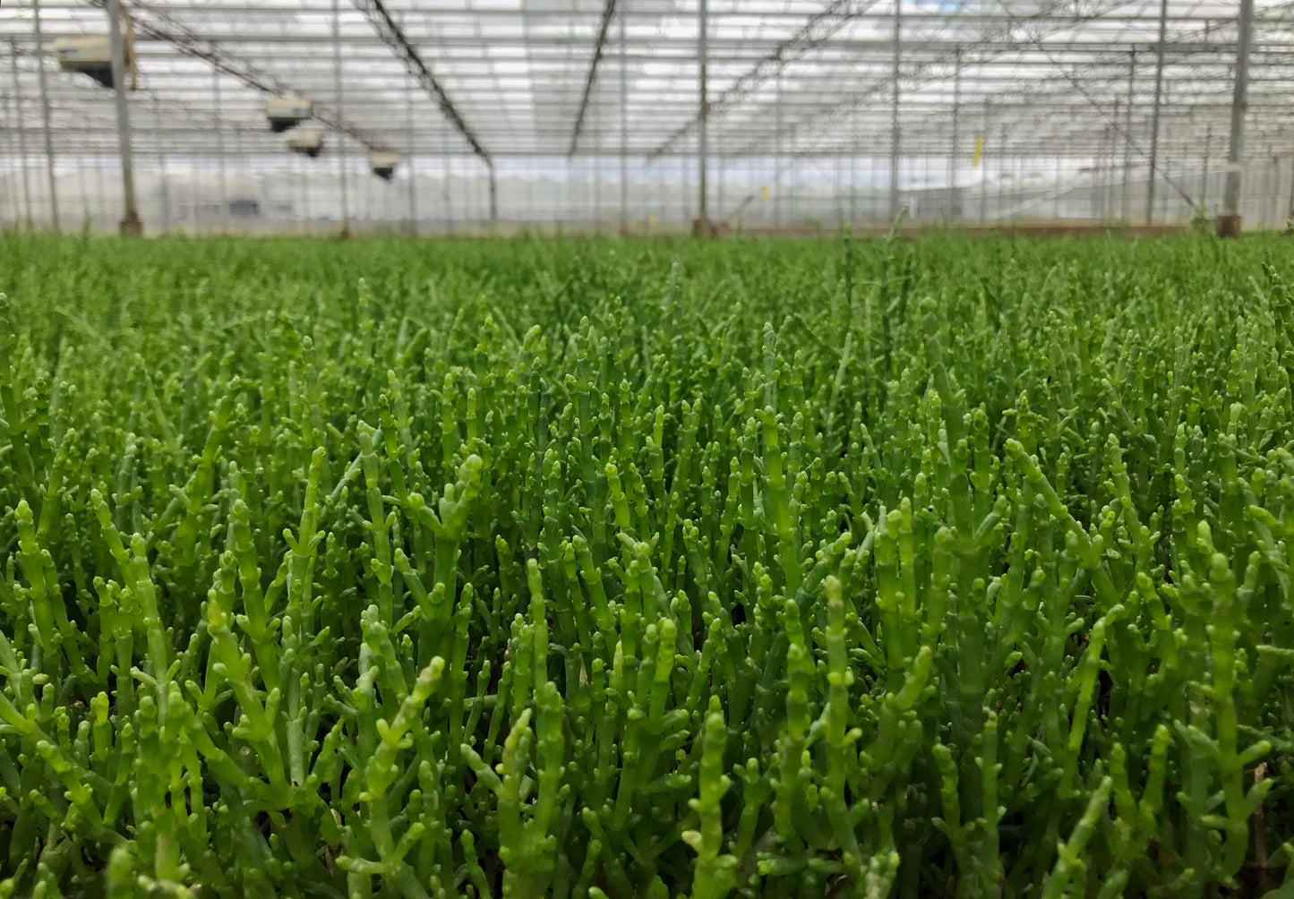 Graines de légumes de salicorne