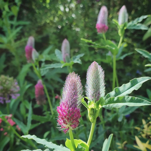 Trifolium Rubens (Red Clover) Plant Seeds for Planting – Heirloom, Non-GMO, Pollinator-Friendly, Perennial