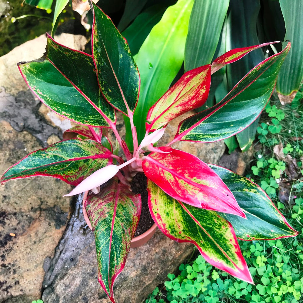aglaonema seeds online Green Red Aglaonema Flower seeds for Planting - Fr