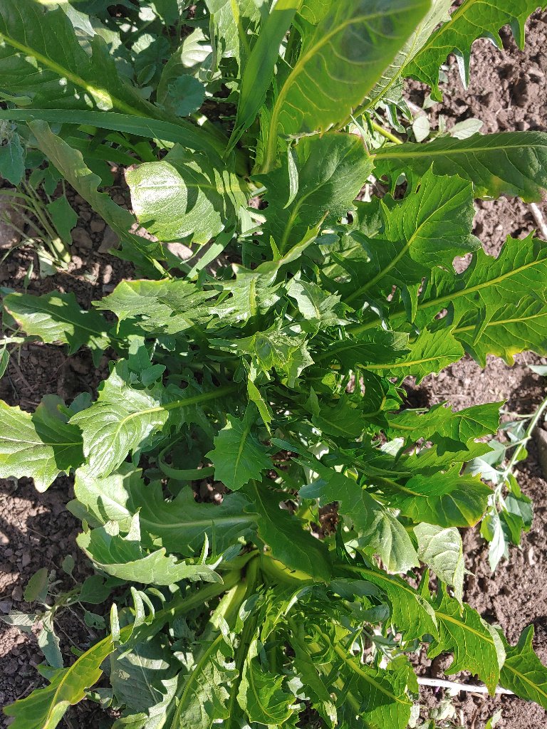 Italian Dandelion Vegetable Seeds