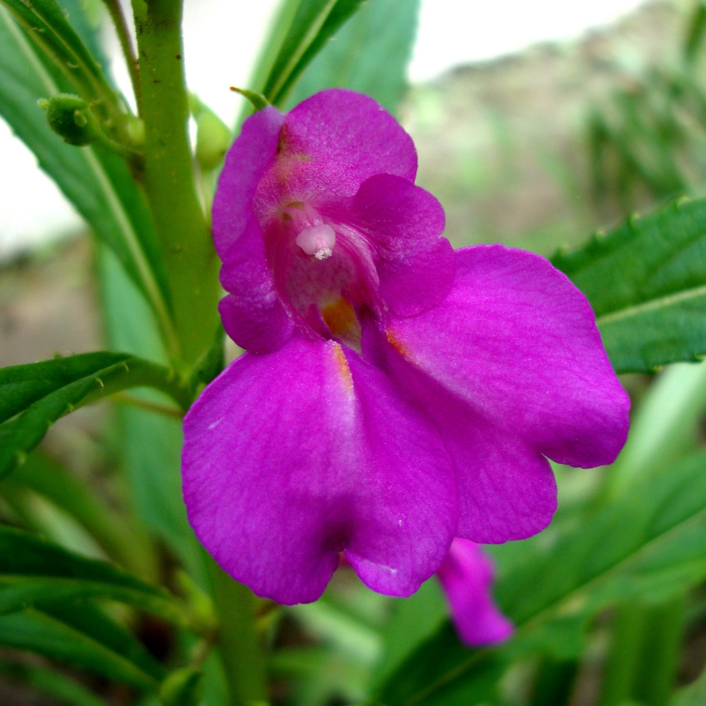 Impatiens (Touch-Me-Not) Flower Seeds for Planting – Heirloom, Non-GMO, Annual, Shade-Tolerant