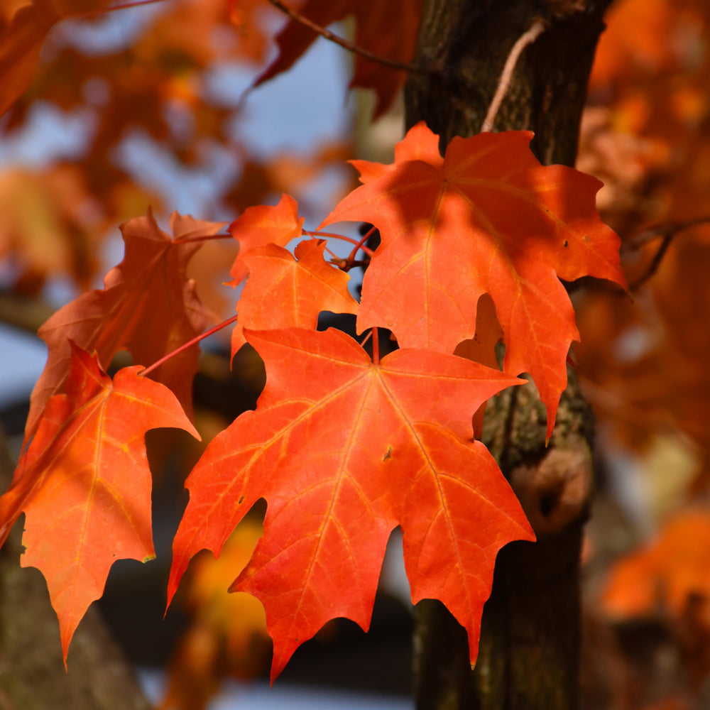 Sugar Maple Herb Seeds