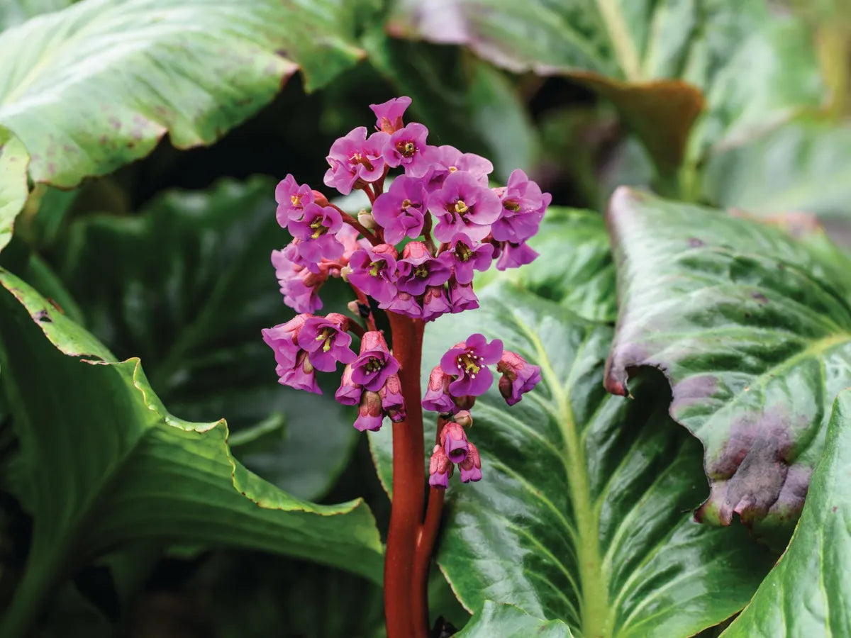 Bergenia Flower seeds for Planting - Wildflower Mix, Heirloom & GMO Free Seeds for Home Garden
Sale for planting in home garden.