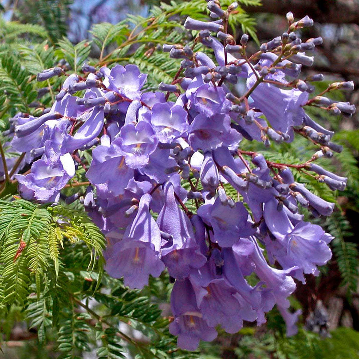 Jacaranda Cuspidifolia Lavender Trumpet Flowers Seeds