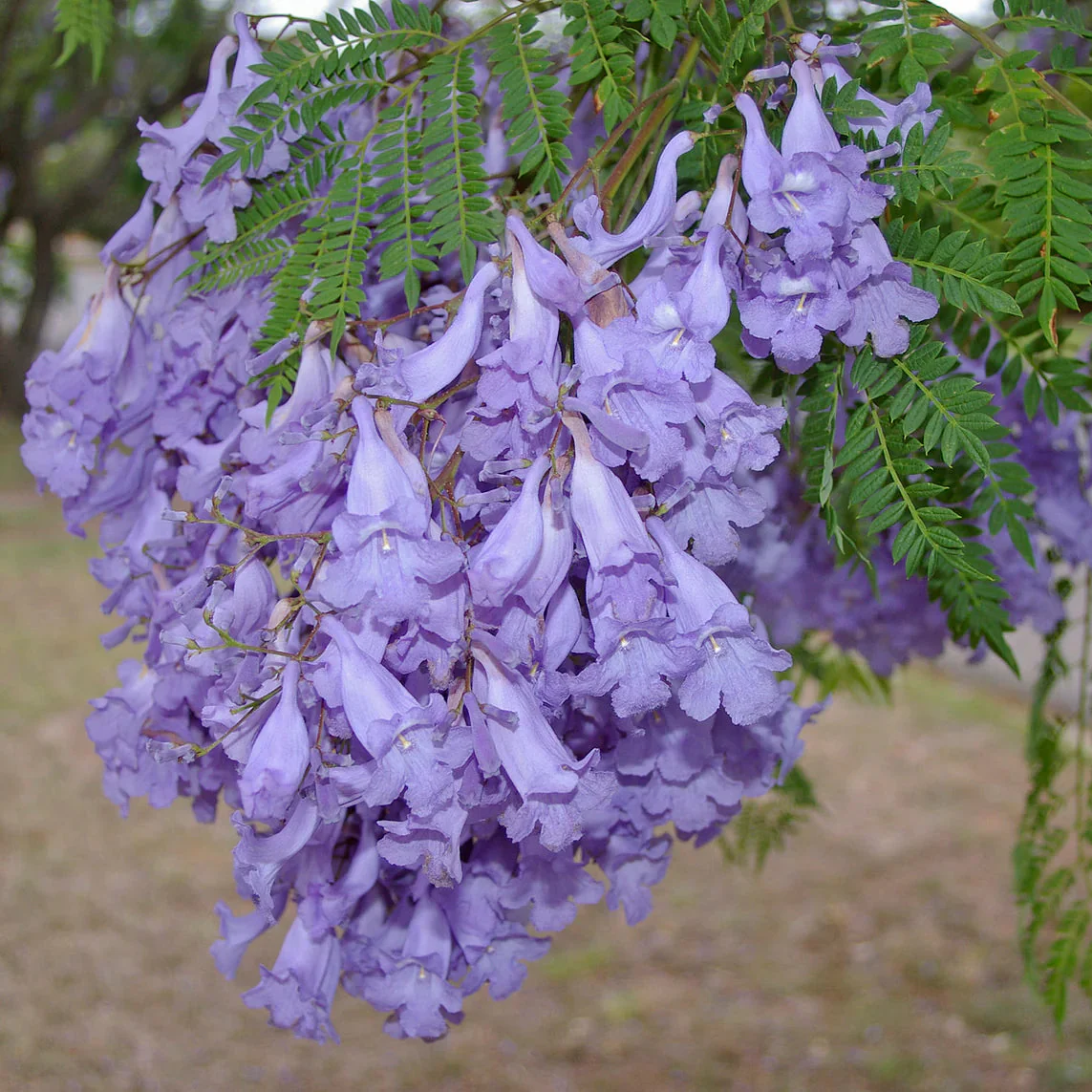 Jacaranda Mimosifolia Blumensamen