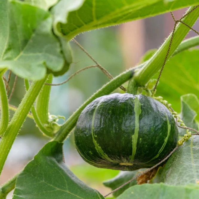 green pumpkin seeds to plant Japanese Green Pumpkin (Cucurbita maxima) Fruit Seeds for Planting – H – Pure Asia Seeds
