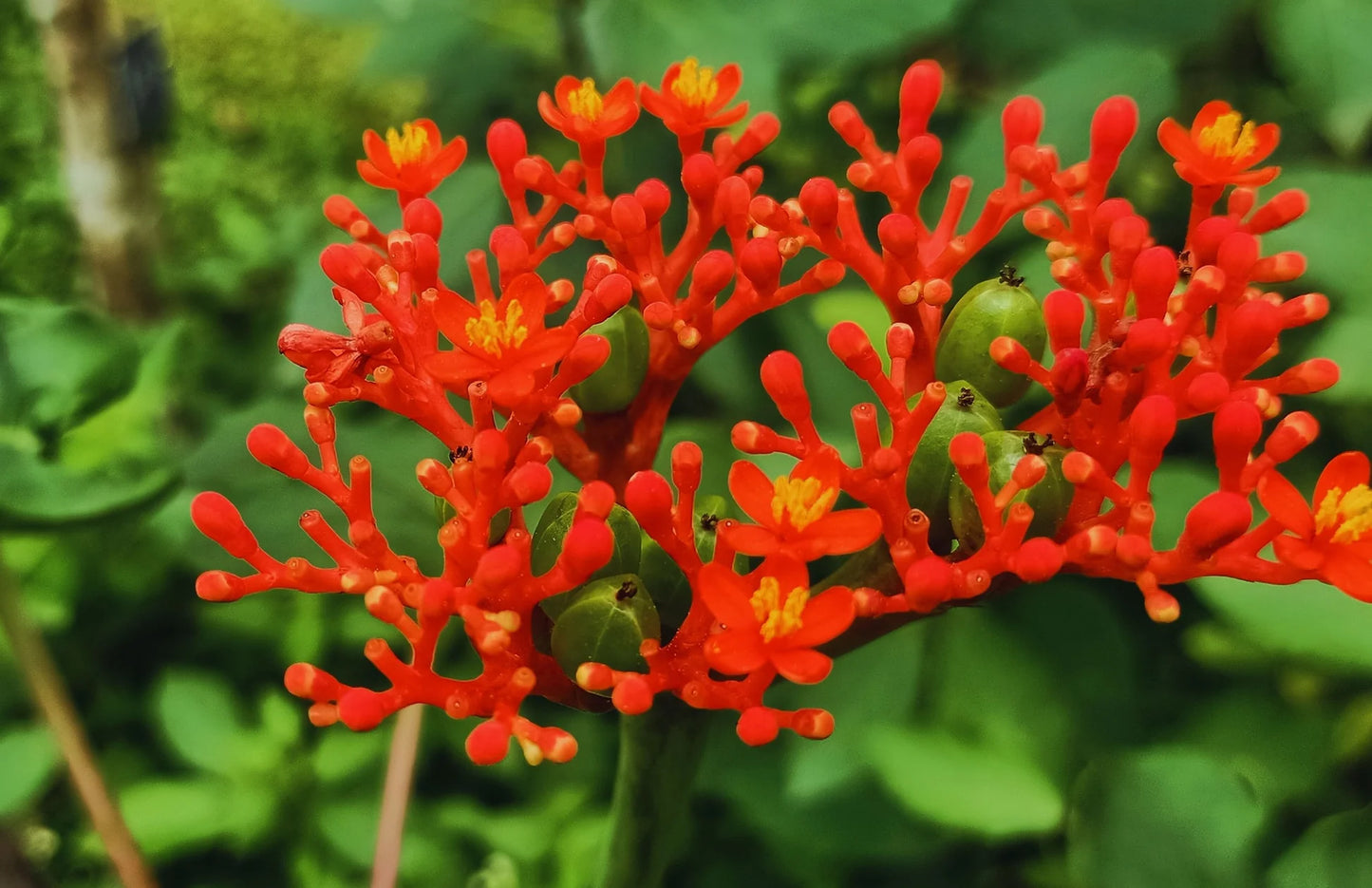 Jatropha Podagrica Strauchsamen