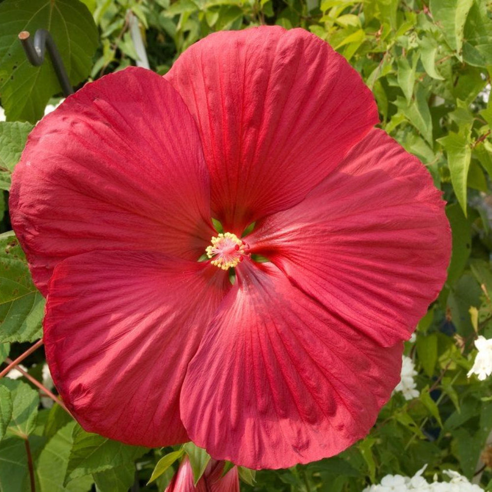 Red Dinner Plate Hibiscus Flower Seeds