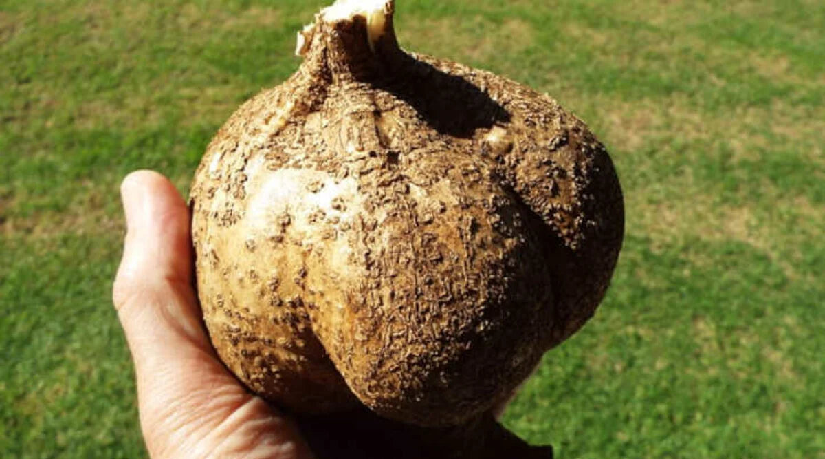 Jicama Vegetable Seeds