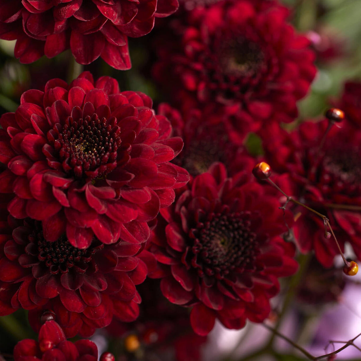 Maroon Red Chrysanthemum Flower seeds for Planting - Wildflower Mix, Heirloom & GMO Free Seeds for Home Garden
Sale for planting in home garden