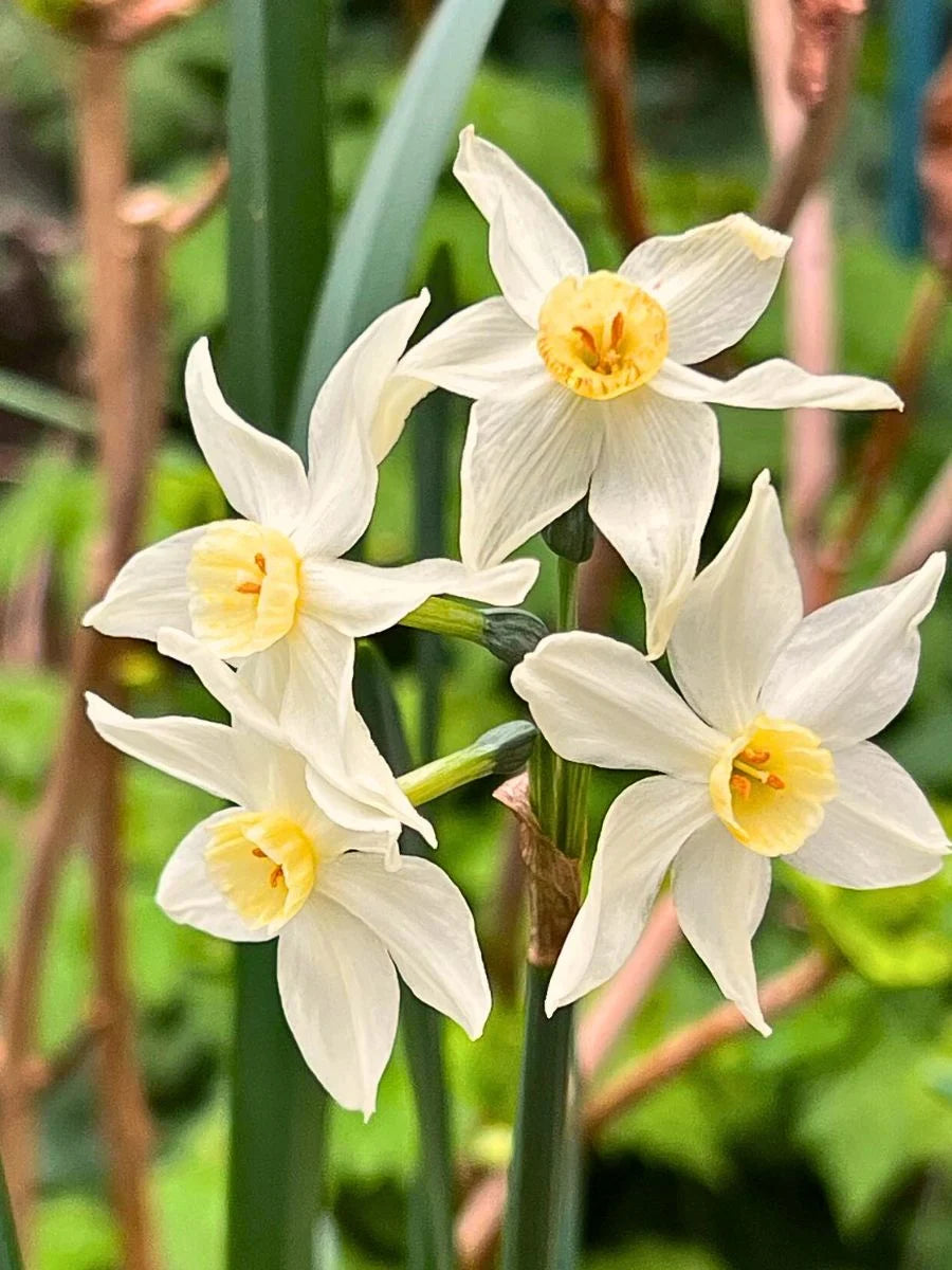 Jonquil Flower seeds for Planting - Easy to Grow, Heirloom & GMO Free Seeds for Home Garden