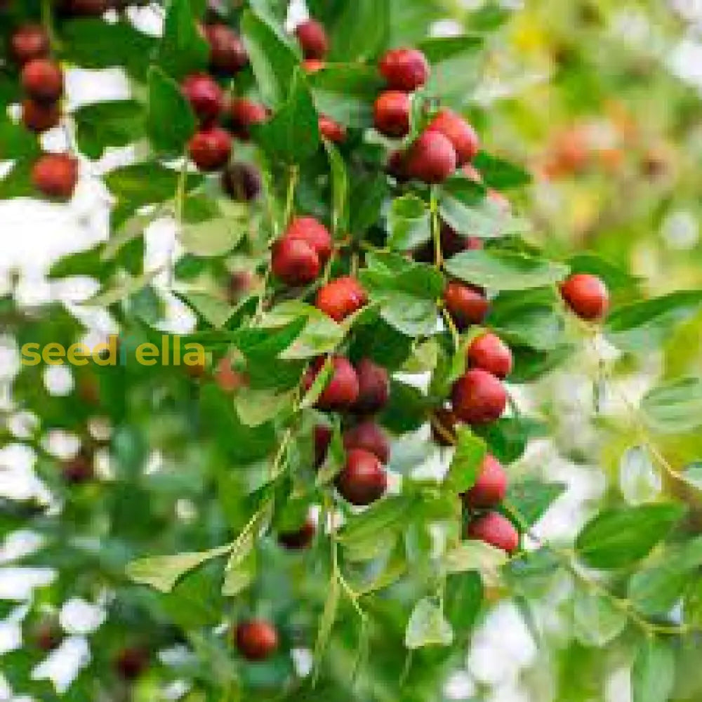 Shanlix Jujube Fruit Seeds for Planting Seeds for Healthy and Sweet Fruit Growth