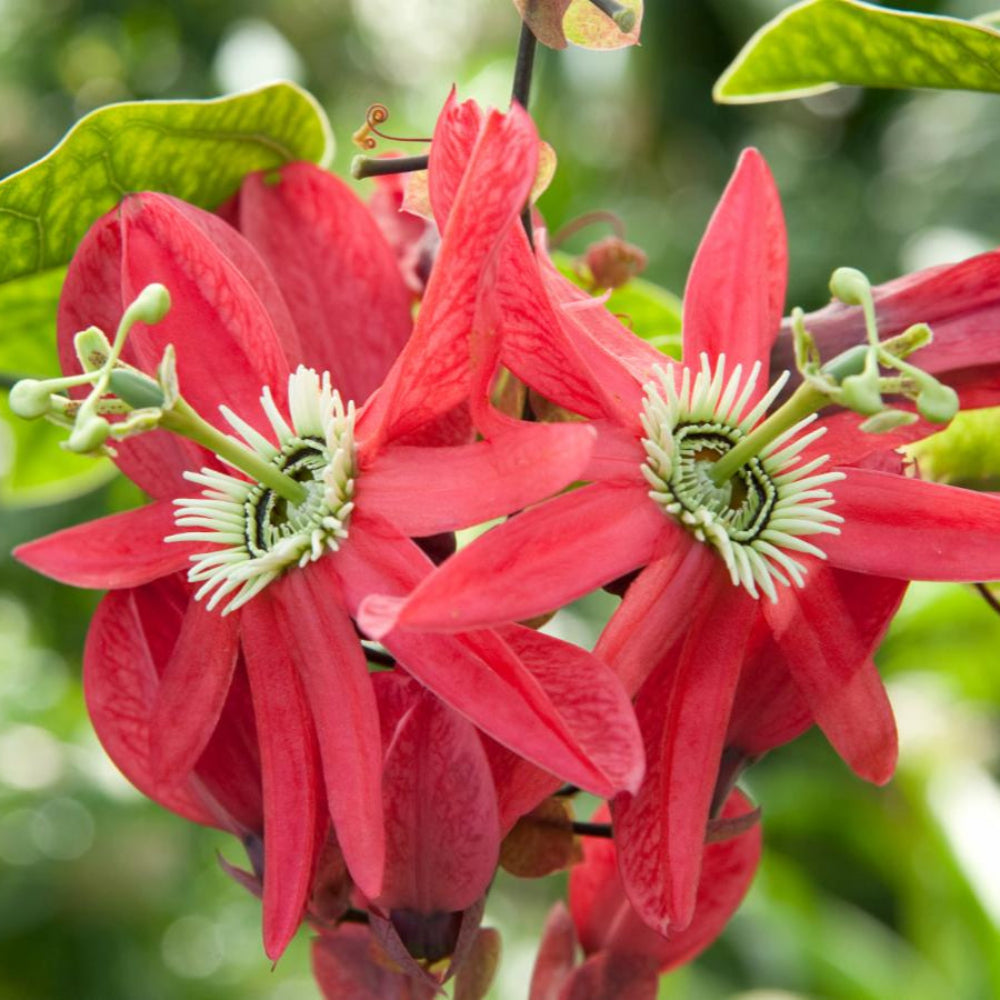 Red Passion Flower Seeds