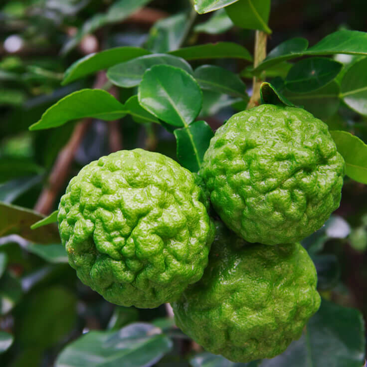 Kaffir Lime Fruit Seeds