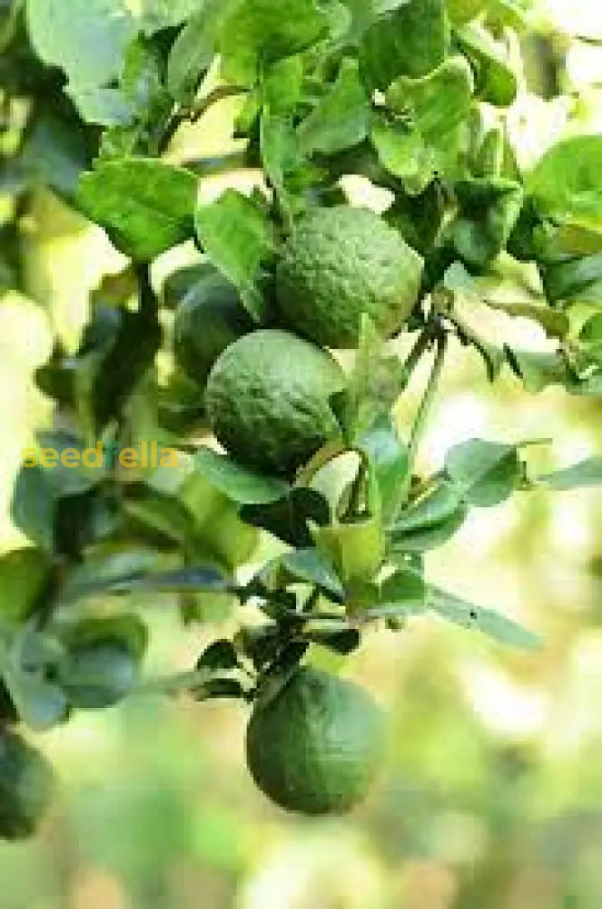 Kaffir Lime Seeds for Planting - Fresh Fruit Planting Collection