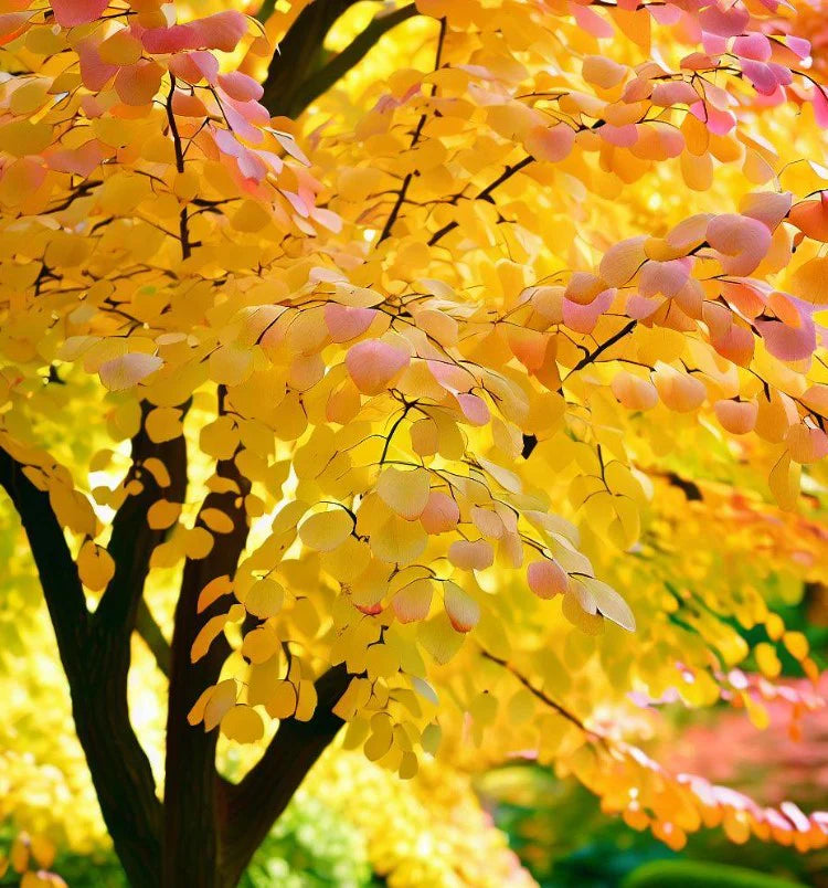Acer Palmatum 'Katsura' Tree Seeds