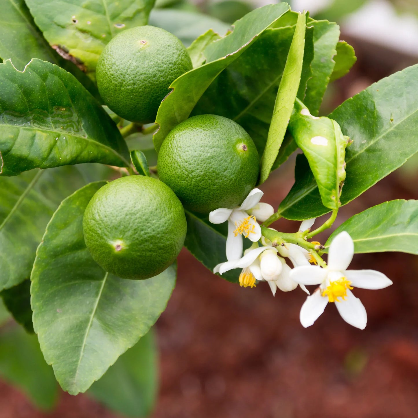 Semillas de fruta de lima