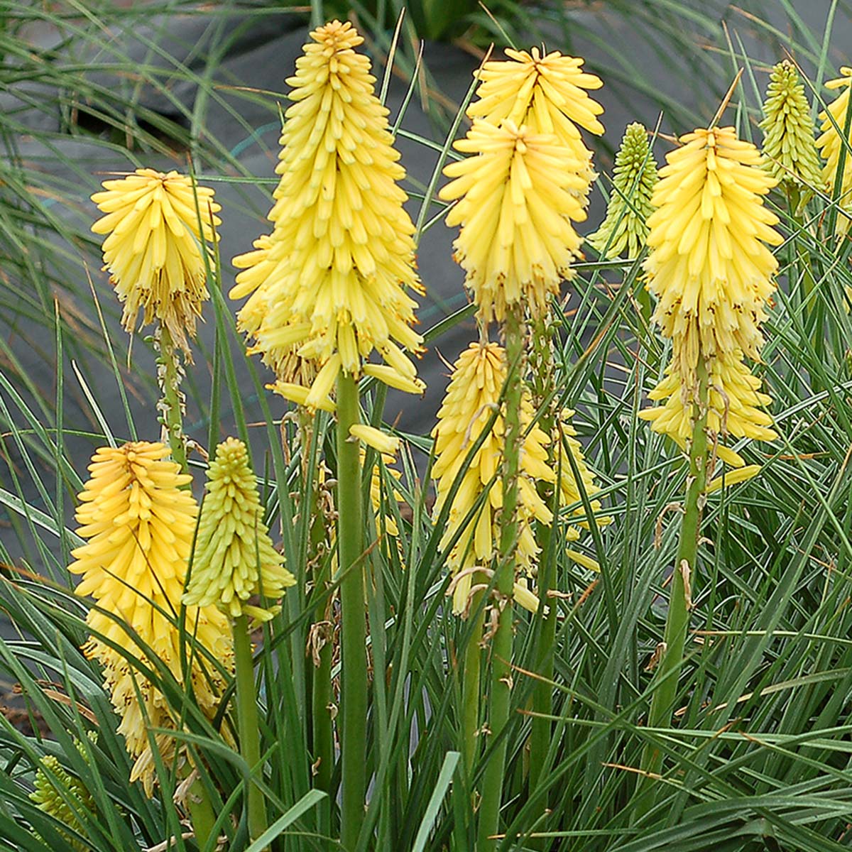 Bright Yellow Hot Poker Flower Seeds