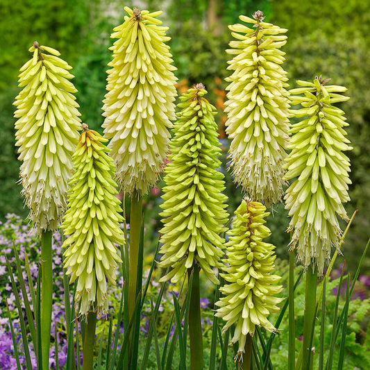 Bright Yellow Hot Poker Flower Seeds for Planting – Heirloom, Non-GMO, Drought-Tolerant, Perennialeds