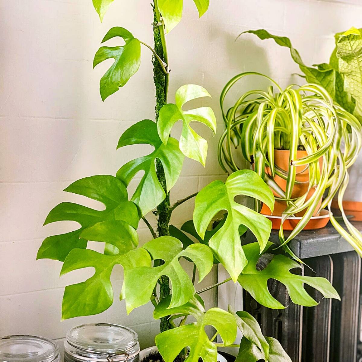 Mini Monstera Plant Seeds for Planting – Heirloom, Non-GMO, Easy to Grow, Tropical Vine