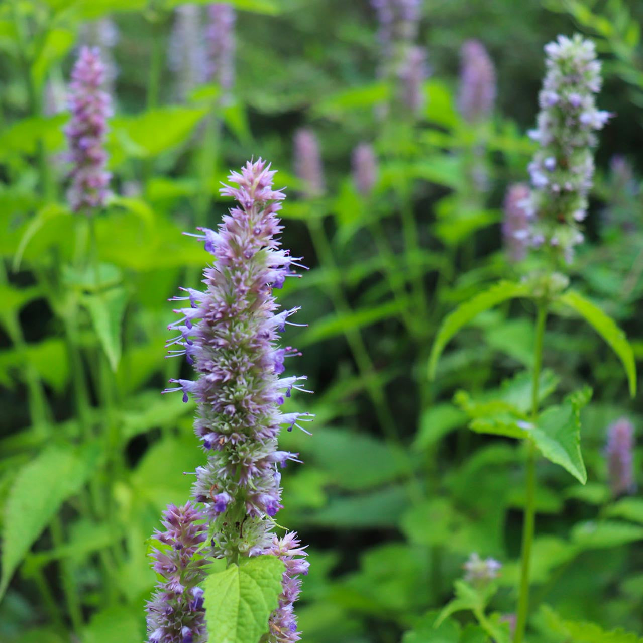 Korean Licorice Mint Herb Seeds