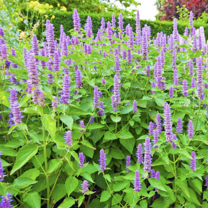 Korean Licorice Mint Herb Seeds