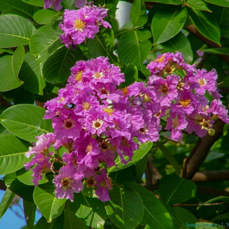 planting crape myrtle seeds Lagerstroemia speciosa (Giant Crape Myrtle) Flower Seeds for Planting – Pure Asia Seeds
