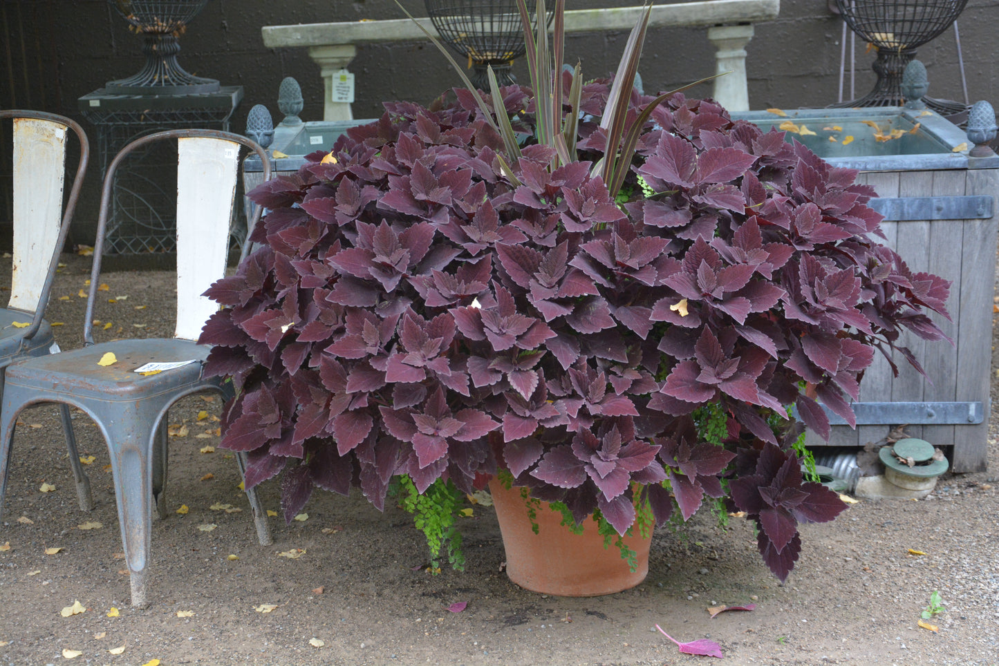 Dark Chocolate Coleus Plant Seeds for Planting – Heirloom, Non-GMO, Easy to Grow, Foliage Plant