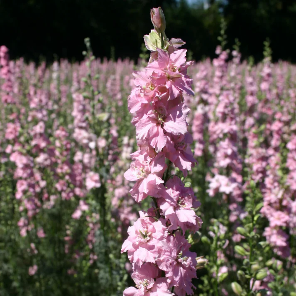 Larkspur Rose Queen Flower Seeds