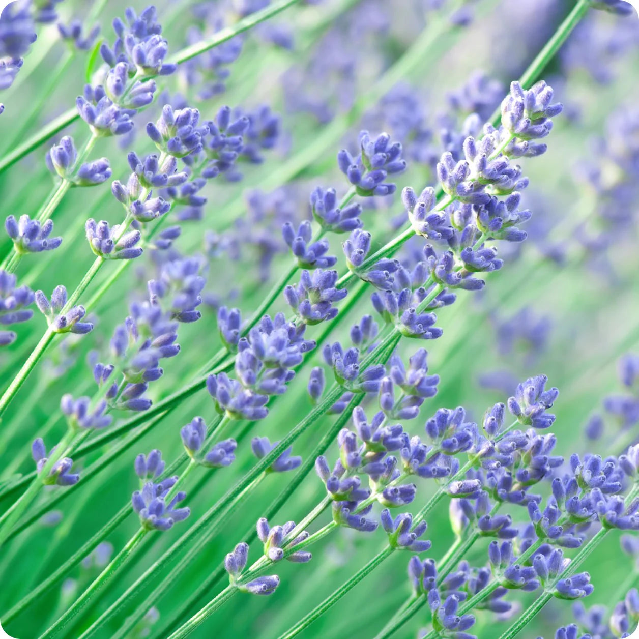 English Lavender Herb Seeds