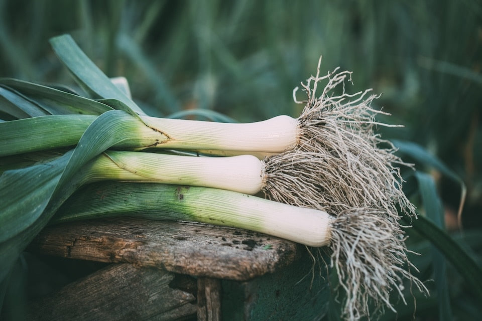 Large American Flag Leek Vegetable Seeds