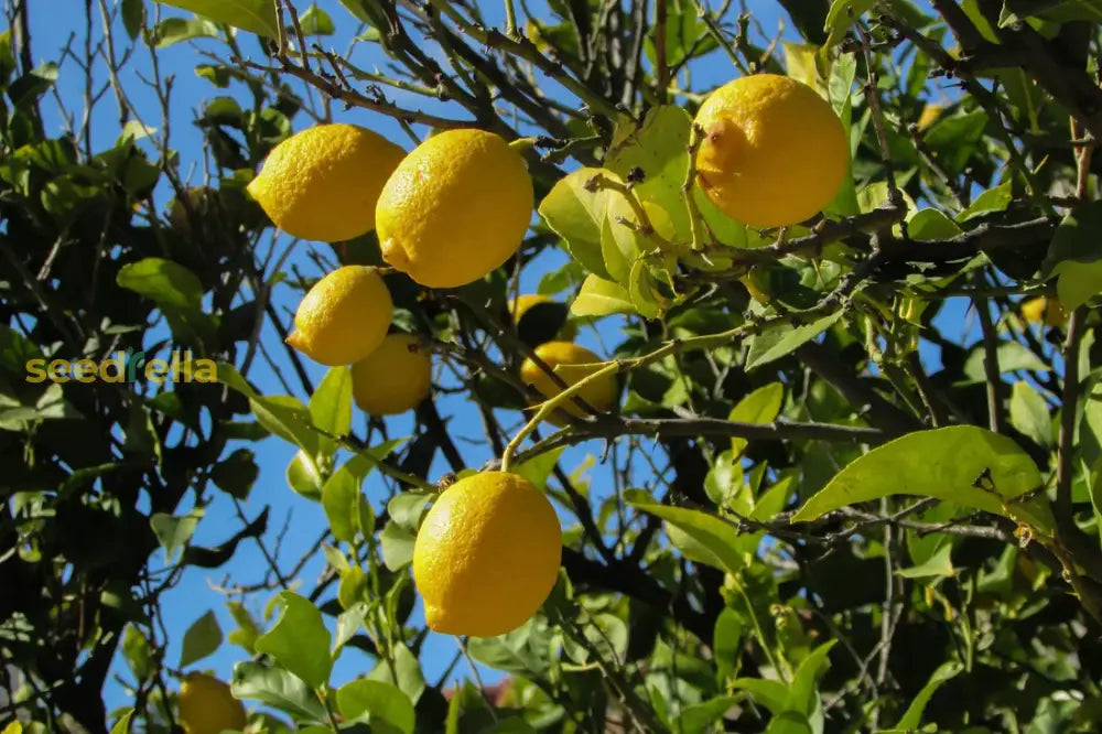 Lemon Fruit Seeds for Easy Planting - Indoor & Outdoor Gardening