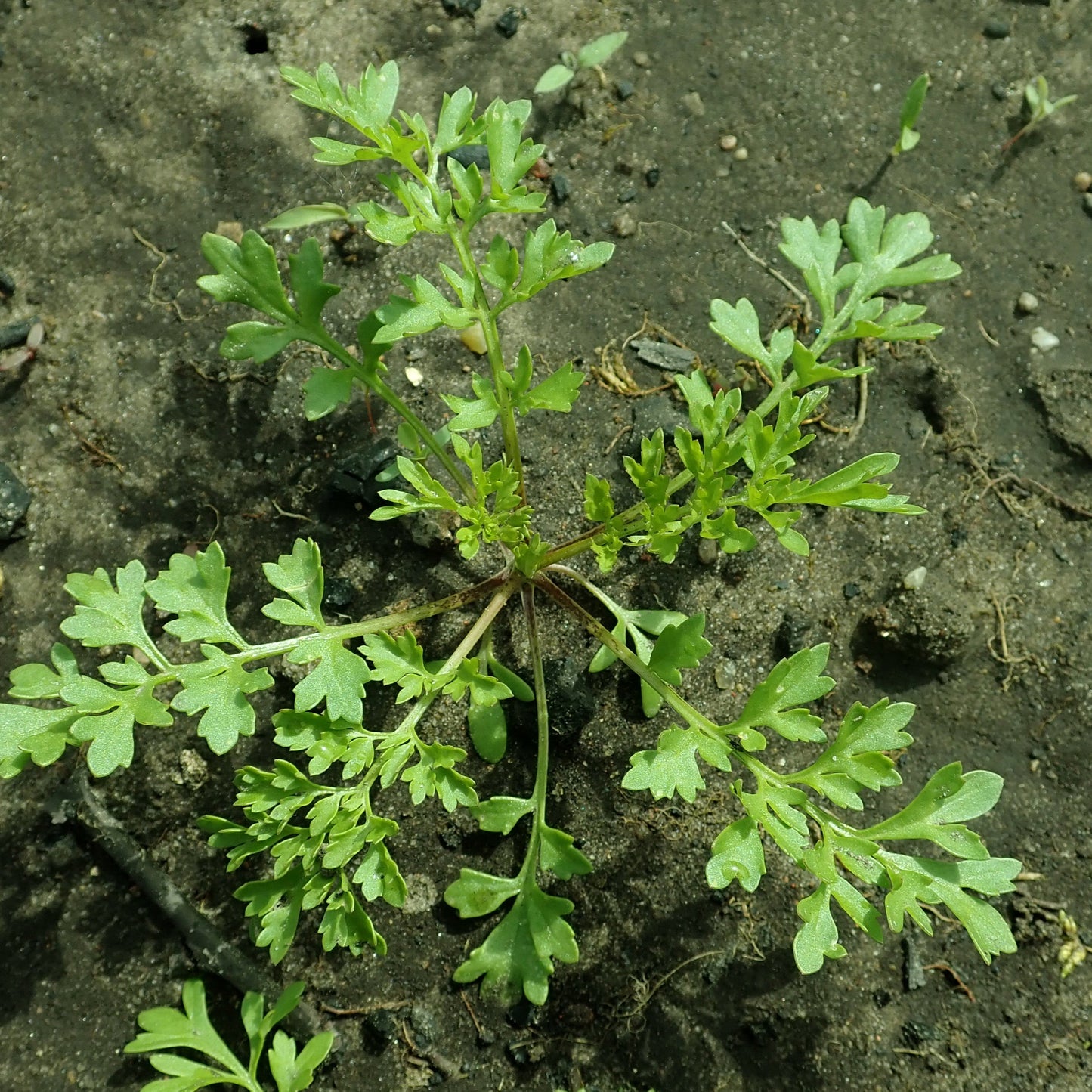 Garden Cress Herb Seeds