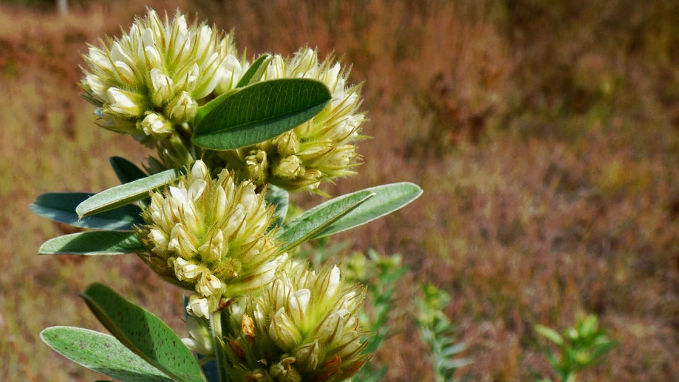 Lespedeza-Strauchsamen