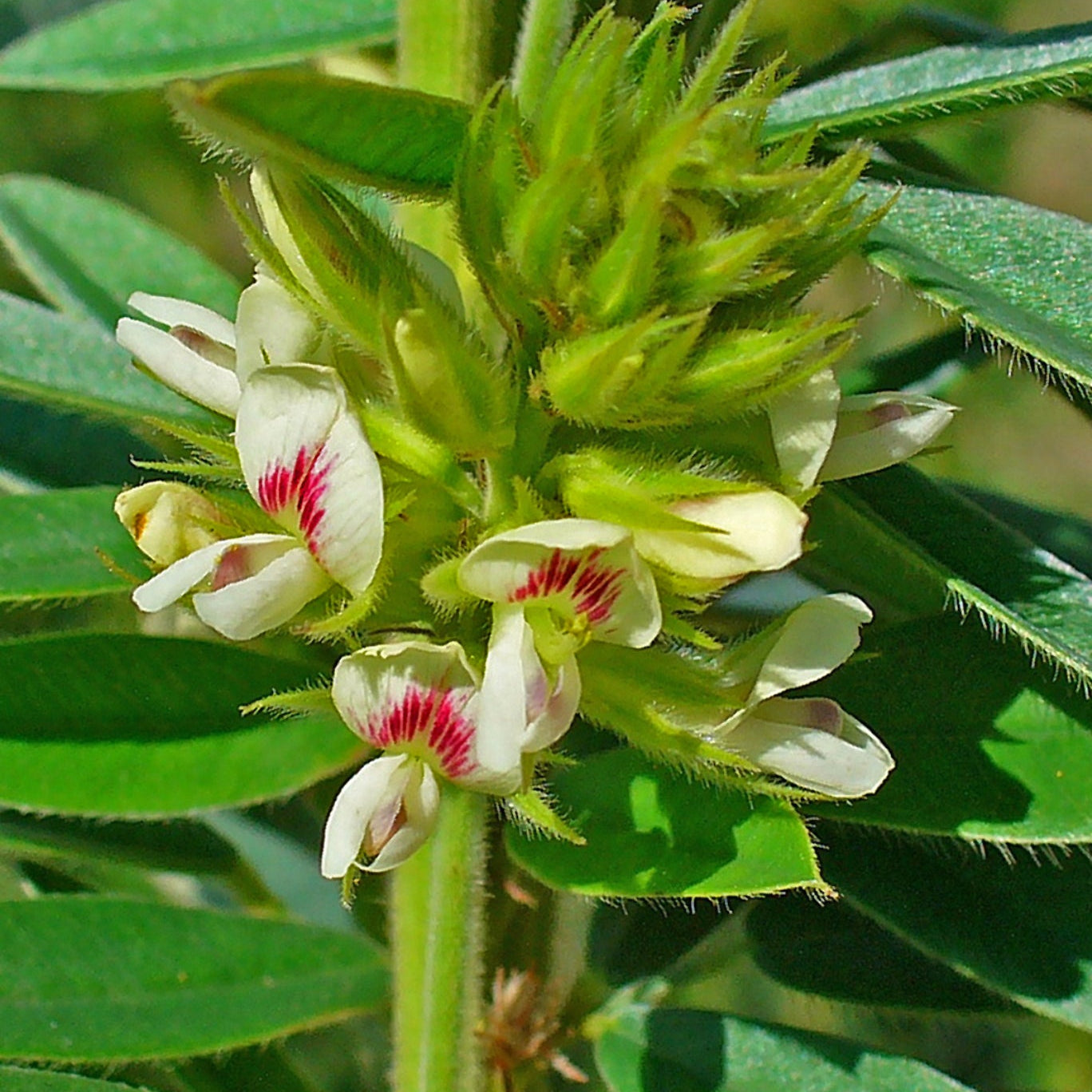 Lespedeza-Strauchsamen